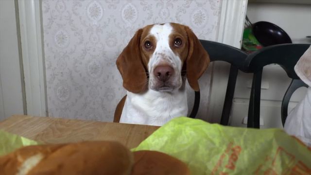 Dogs Make Pizza: Funny Chef Dog Maymo & Potpie Cook Pizza! смотреть онлайн