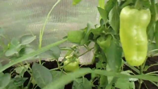 КАКИЕ ПЕРЦЫ ПОСПЕЛИ В ПЕРВУЮ ОЧЕРЕДЬ. Видео Ольги Черновой 18 июня смотреть онлайн