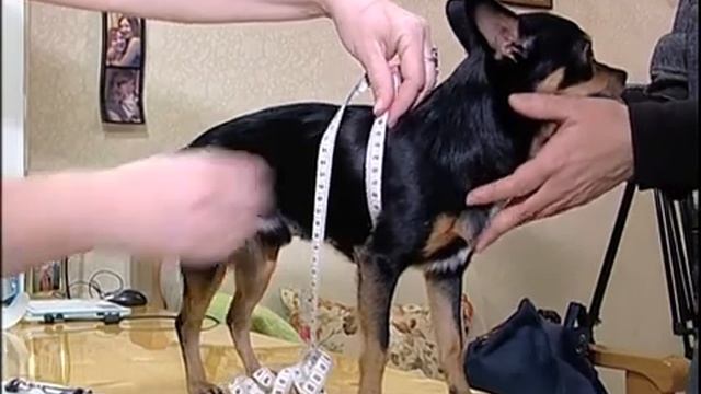 МИР ДЛЯ ЖИВОТНЫХ В ЕКАТЕРИНБУРГЕ смотреть онлайн