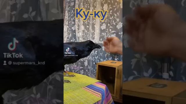 Ворон говорит Ку-ку и смеётся? смотреть онлайн
