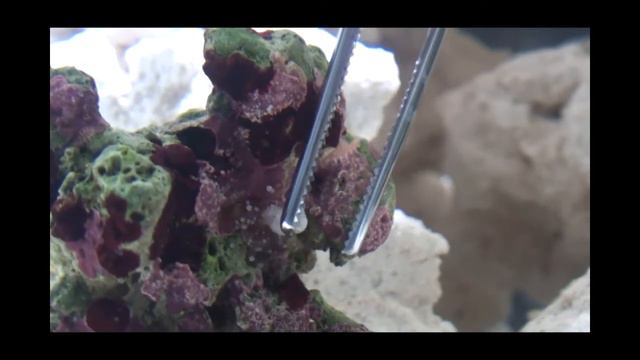 ball anemone feeding смотреть онлайн