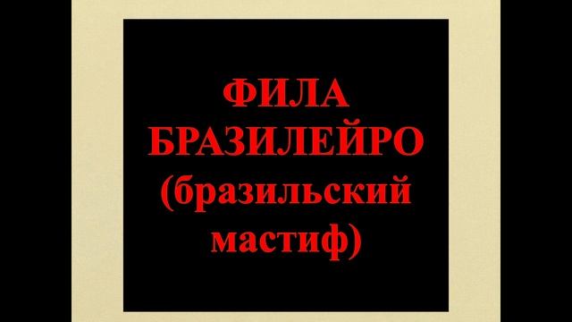 Топ 15 самых опасных пород собак Опасные собаки Самые злые собаки смотреть онлайн