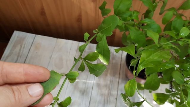 Свинчатка, Плюмбаго - голубая мечта цветовода. Уход, цветение. смотреть онлайн