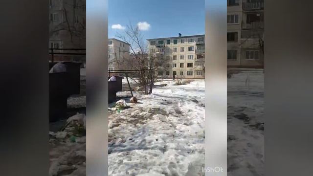 Отлов собак 12.03.2022 (Яковлевский район) смотреть онлайн