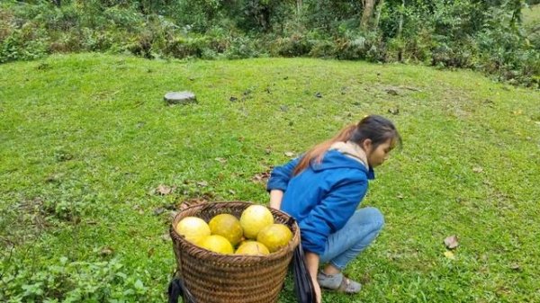 The girl harvests tangerines and grapefruits and brings them to the market to sell | Wish Thi Duong