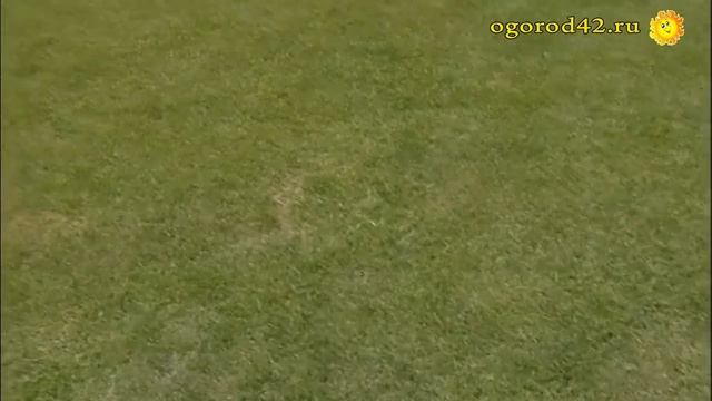 Хитрости и идеи для дачи. Минимальный уход за газоном. смотреть онлайн