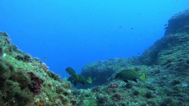 La mort massive des gorgones. Une catastrophe annoncée. смотреть онлайн