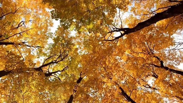 10 Minutes Relax Meditation With Most Beautiful Trees And Garden Music -Sleep, Spa Music-Therapy
