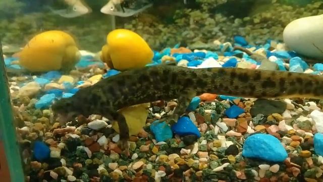 Иглистый испанский тритон смотреть онлайн