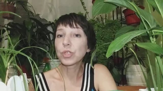 БОКАРНЕЯ,НОЛИНА . БУТЫЛОЧНАЯ ПАЛЬМА смотреть онлайн