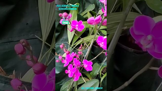 phalaenopsis purple смотреть онлайн