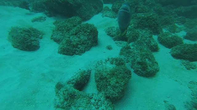 Ile Maurice-Mur aux serpents 1(www.michael-plongee.fr) смотреть онлайн