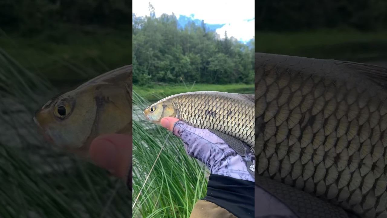 Красавец! #голавль #рыбалка #рыба #shorts смотреть онлайн