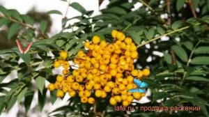 Рябина обыкновенная Отом Спайр (autumn spire) ? обзор: как сажать, саженцы рябины Отом Спайр
