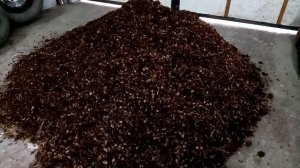 Скорлупа кедрового ореха - полезные свойства #скорлупа #кедр #полезно #удобрение