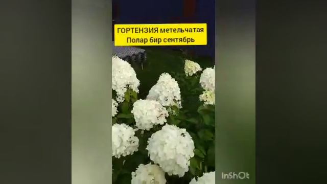 Гортензия метельчатая Полар Бир 5 сентября 2020 г. смотреть онлайн