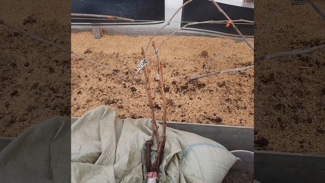 Виноград в Приморском Крае! ? - это цикл одного года!!! Вегитирующие саженцы ????14.02.2023г смотреть онлайн