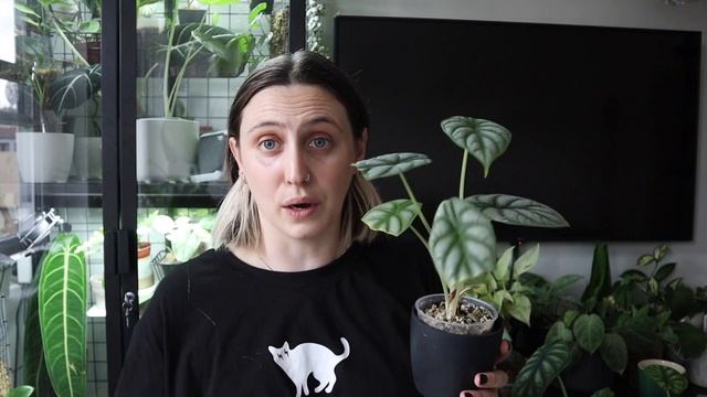 Alocasia Dragon Care ? Silver Dragon & Dragon Scale Tips & Tricks смотреть онлайн