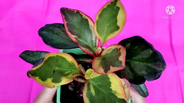 HOW TO GROW & CARE PEPEROMIA TRICOLOR/RAINBOW PEPEROMIA/PEPEROMIA CLUSIIFOLIA/GINNY PEPEROMIA