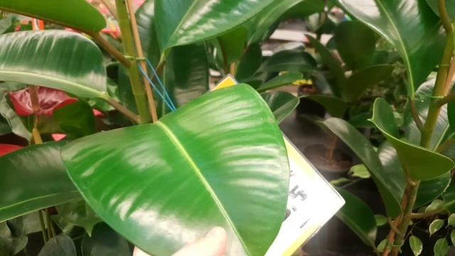 ??ОБИ?Комнатные Цветочки?(на некоторые растения скидки)?⚘ смотреть онлайн