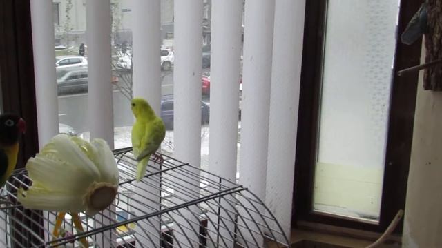 Неразлучник и волнистый попугай. Lovebird and budgie. смотреть онлайн