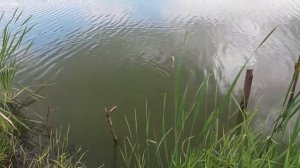 Ловля Карася в Красноярске (озеро Минино)