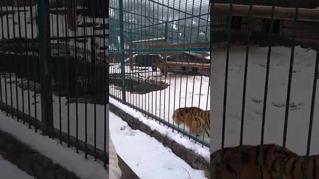 Эко парк Синевир смотреть онлайн