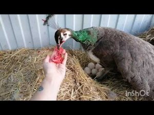 Пава уходит с гнезда. Павлин абьюзер.