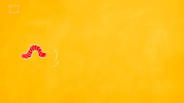 What Happens Inside A Cocoon?