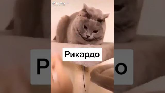 кот поёт рикардо смотреть онлайн