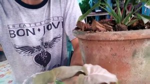 ต้นเงินไหลมาด่างชมพูแสนสวยEP. 107@user-wq6mp5nl2q