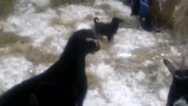 Забавные животные.Из жизни РоДшильда. Собачья жизнь.Знакомство с козами. Наши животные. смотреть онлайн