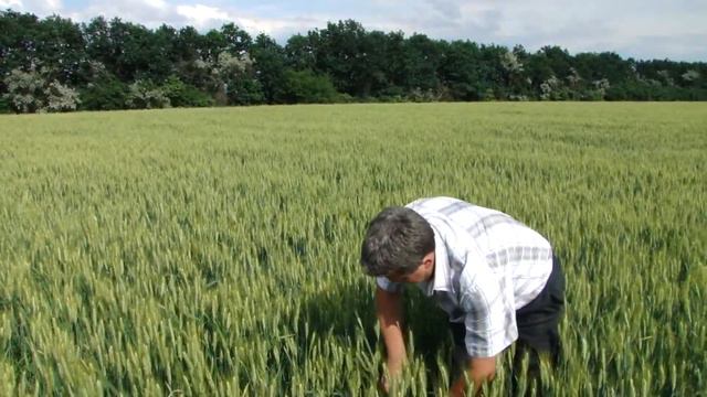 Озимая пшеница No-Till - 3 (Agronomy No-Till farming) смотреть онлайн