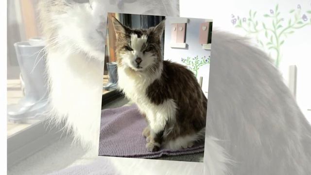 10 самых старых в мире котов и кошек смотреть онлайн