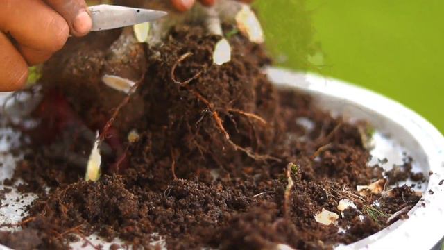 Bonsai Tutorial For Beginners | Ficus Rumphi Bonsai Tutorial смотреть онлайн