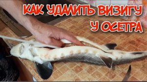 Как удалить визигу (хорду) у осетра. Самый удобный способ.