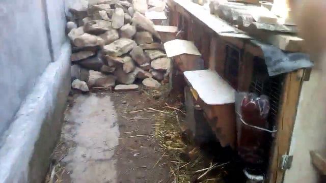 Голуби/кролики/свиньи смотреть онлайн