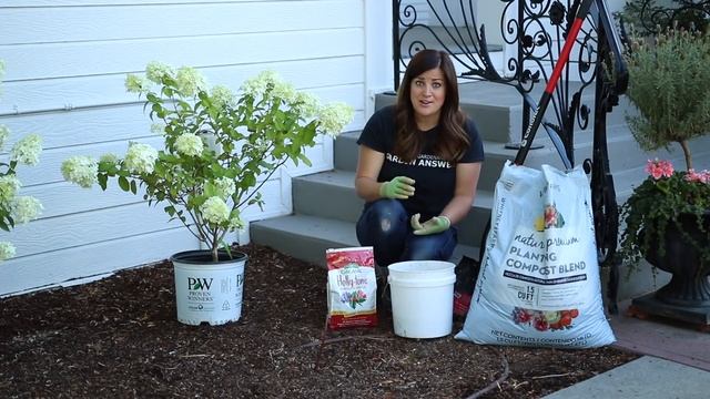 Limelight Hydrangea // Garden Answer смотреть онлайн