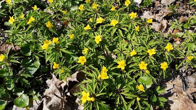 Ветреница лютиковая цветёт в парке. смотреть онлайн