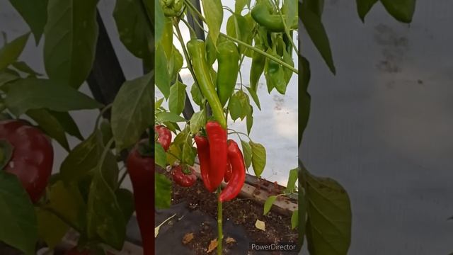 Результат выращивания из семян перца купленного в супермаркете #shorts