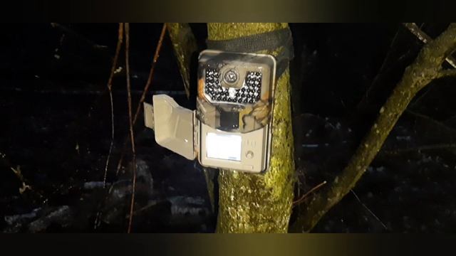Фотоловушка Suntek HC 900 A, неделя в лесу, проверка дождём. Кого сняла фотоловушка ? смотреть онлайн