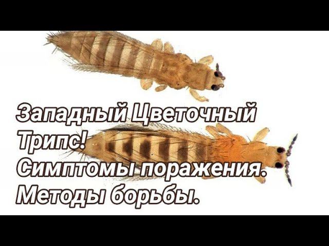 Трипс. Симптомы и моя схема обработок. смотреть онлайн