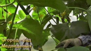 Огромный урожай пчёлоопыляемых огурцов в теплице