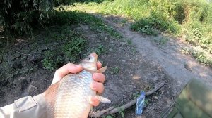 Рыбалка на реке Дон в Воронежской области. Речной карась на фидер.