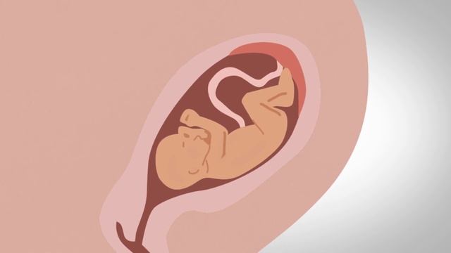 Stages of pregnancy – how your baby develops смотреть онлайн