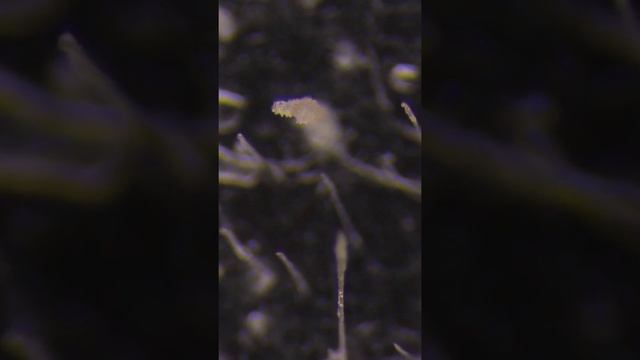 КЛЕЩИ ЖЕЛЕЗНИЦЫ смотреть онлайн
