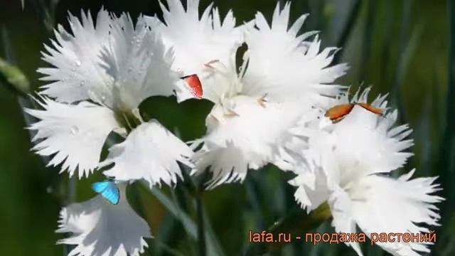 Гвоздика перистая Альбус Пленус ? обзор: как сажать, рассада гвоздики Альбус Пленус смотреть онлайн