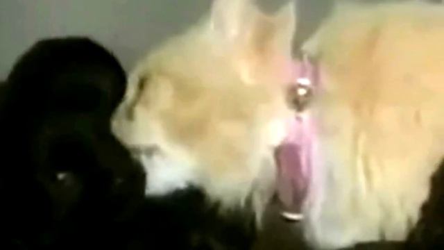 Кошка похитила соседских щенков, только посмотрите зачем она это сделала! смотреть онлайн