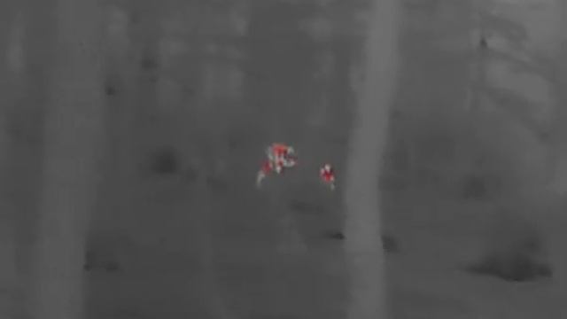 Hikmicro Lynx PRO LE15 - roe deer in the forest смотреть онлайн