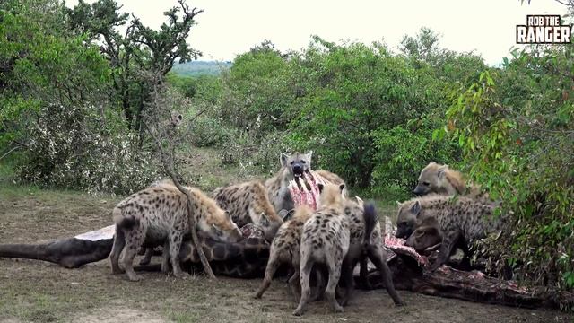 Hyena Clan Consume A Giraffe | Maasai Mara Safari | Zebra Plains смотреть онлайн